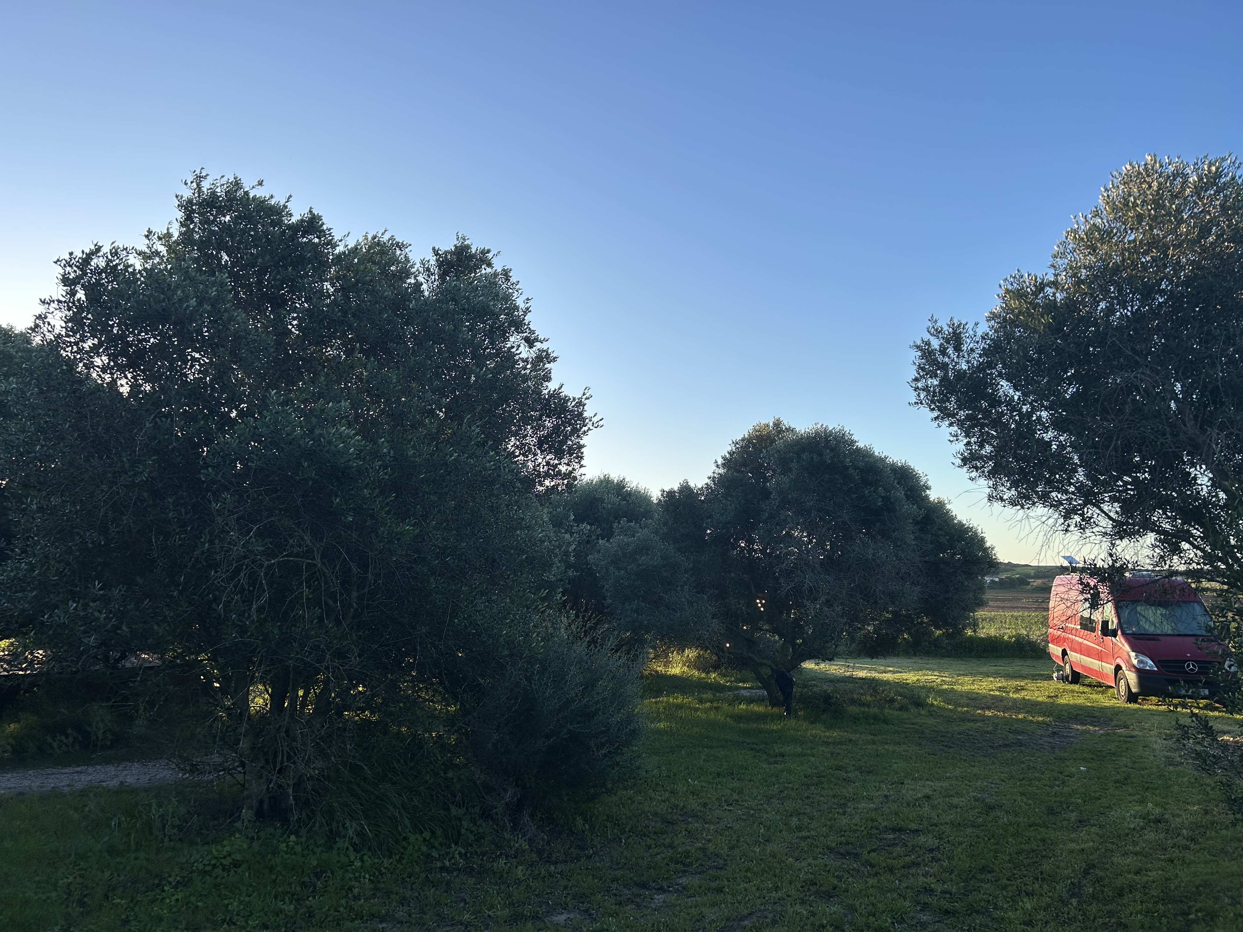 zdjęcie kampera w zagajniku.