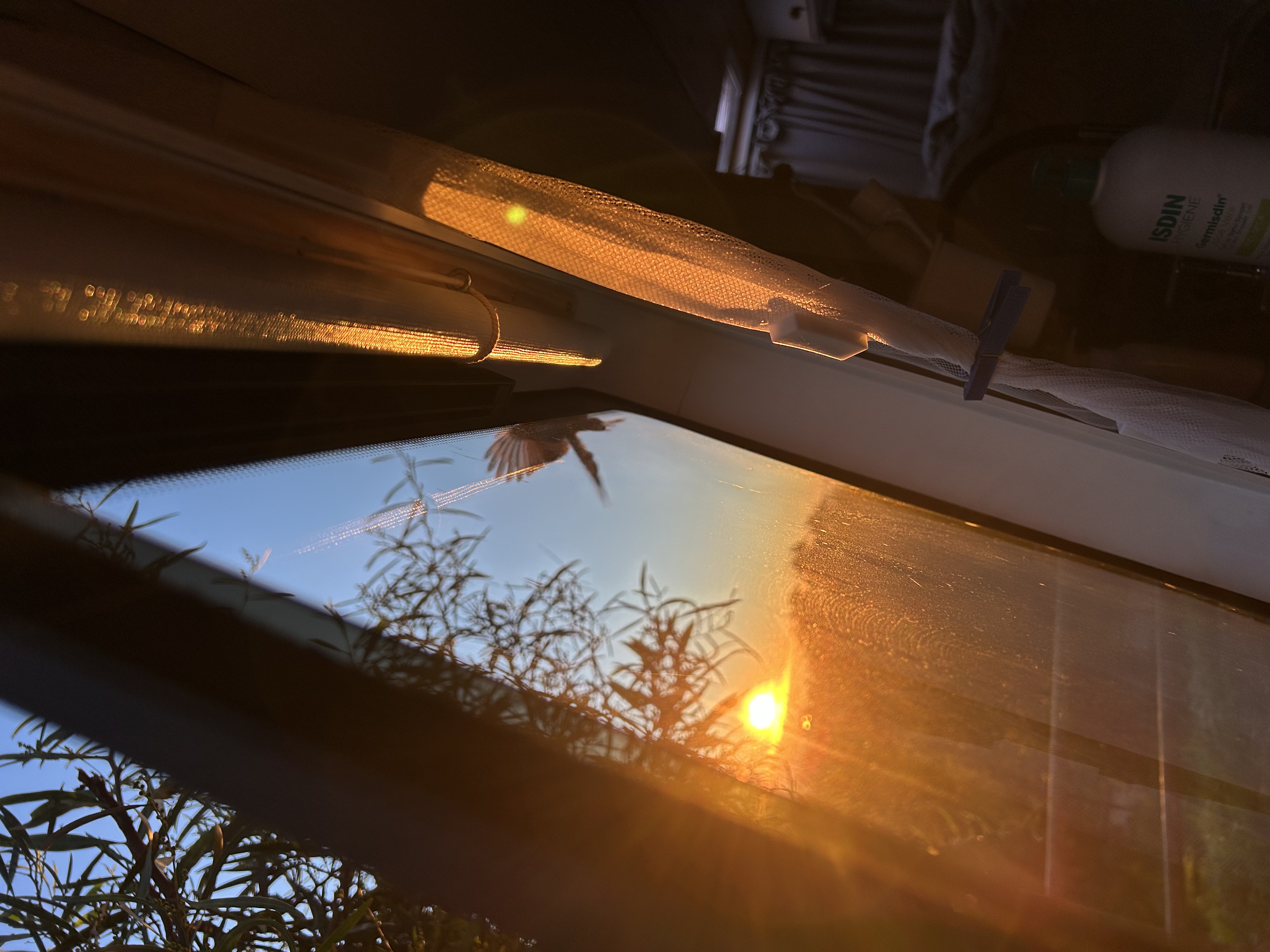 Zdjęcie małego ptaka obijającego się o bok samochodu.