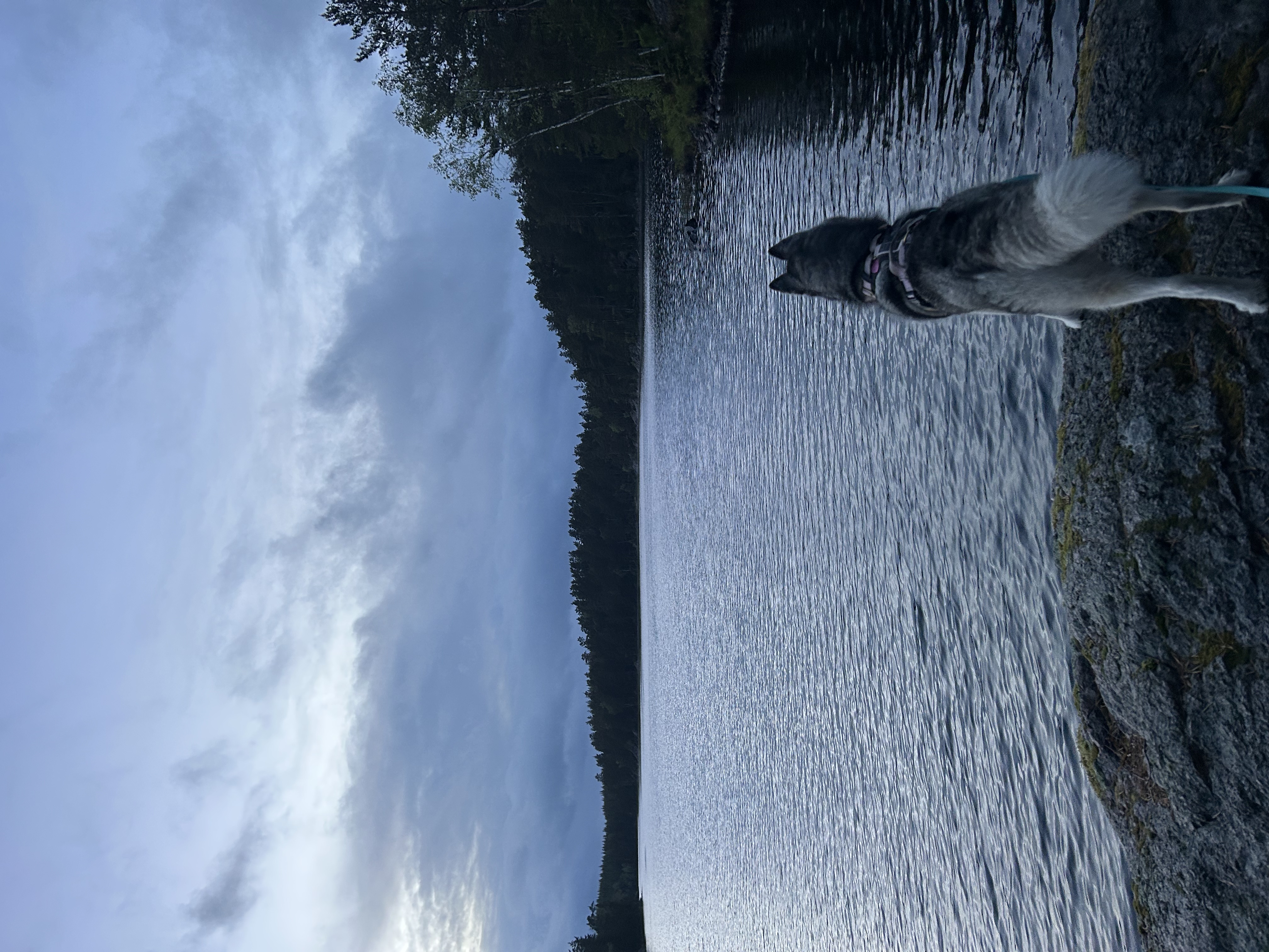 Freja spoglądająca na jezioro ze skały