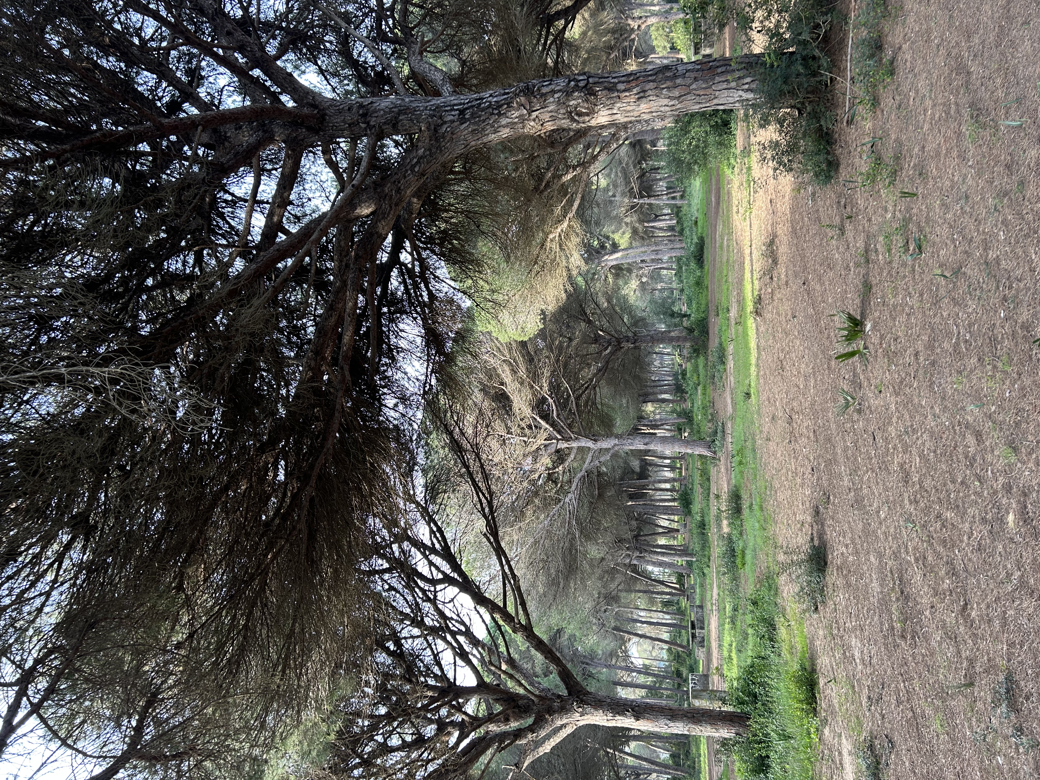 Zdjęcie lasu sosnowego z grillami.